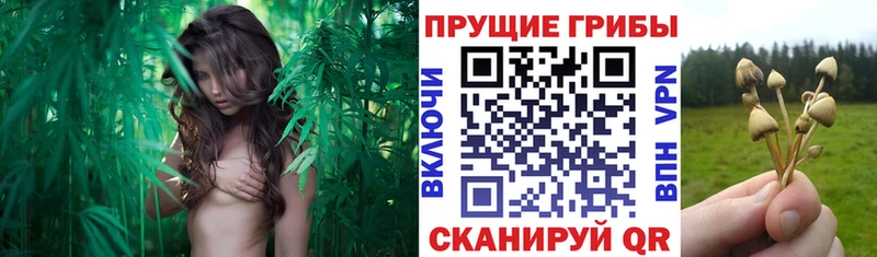 Галлюциногенные грибы Psilocybine cubensis OMG ссылки Кропоткин закладка
